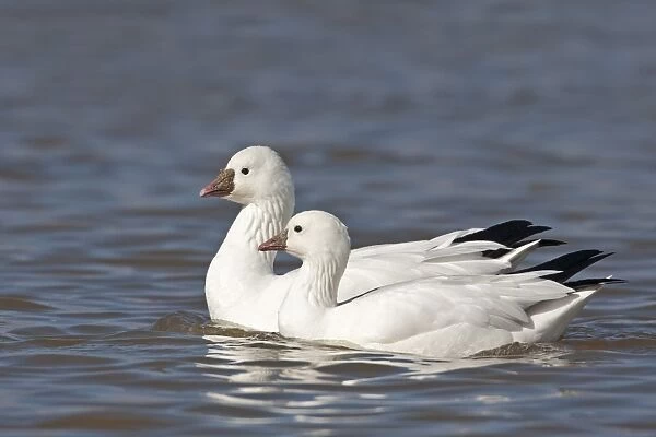 Ross's Goose (Anser rossii) adult pair, swimming, Bosque del Apache National Wildlife Refuge, New Mexico, U. S. A. december