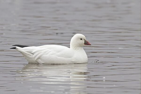 Ross's Goose (Anser rossii) adult, swimming, Bosque del Apache National Wildlife Refuge, New Mexico, U. S. A. december