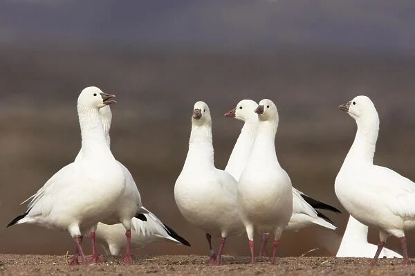Ross's Goose (Anser rossii) adults, calling, flock standing at edge of field, Bosque del Apache National Wildlife Refuge, New Mexico, U. S. A