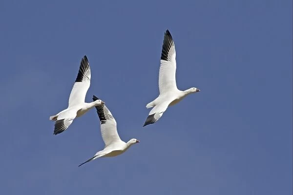Ross's Goose (Anser rossii) three adults, in flight, Bosque del Apache National Wildlife Refuge, New Mexico, U. S. A. december