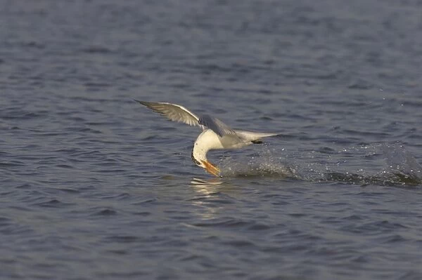 Royal Tern (Sterna maxima) adult, winter plumage, in flight, catching fish at surface of water, Fort de Soto, Florida, U. S. A