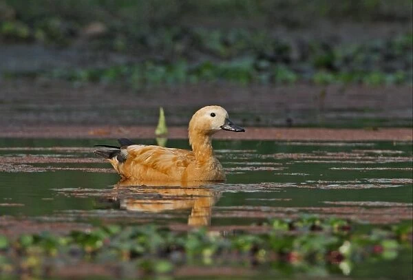 Ruddy Shelduck (Tadorna ferruginea) adult female, swimming in marsh, Dibru-Saikhowa N. P. Assam, India, february
