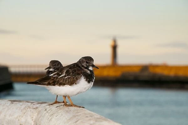 Ruddy Turnstone (Arenaria interpres) adult pair, moulting into breeding plumage, standing on harbour wall at sunset