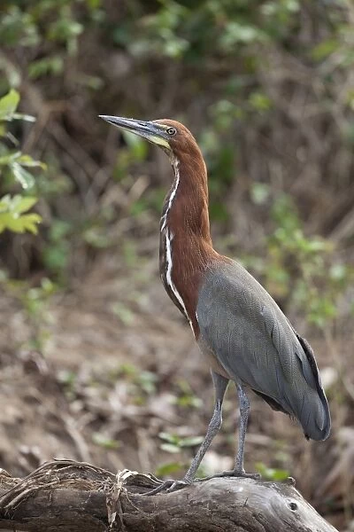 Rufescent Tiger-heron (Tigrisoma lineatum) adult, standing on branch, Pantanal, Mato Grosso, Brazil