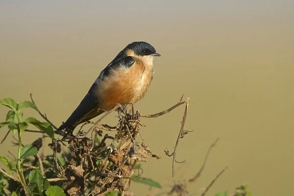 Rufous-chested Swallow (Cecropis semirufa) adult, perched on twig, Masai Mara, Kenya, August