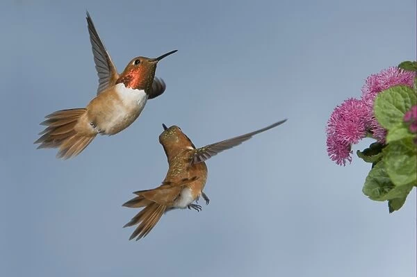Rufous Hummingbird (Selasphorus rufus) two adult males, in flight, chasing rival from flower, British Columbia, Canada, may