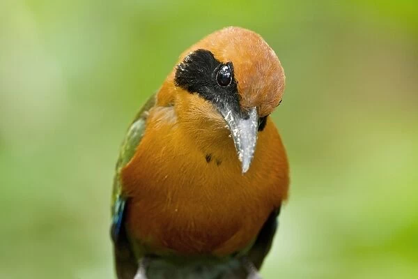 Rufous Motmot (Baryphthengus martii) adult, close-up of head and breast, in montane rainforest, Milpe, Andes, Ecuador