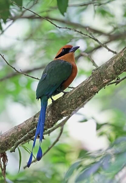 Rufous Motmot (Baryphthengus martii semirufus) adult, perched on branch, Canopy Lodge, El Valle, Panama, October