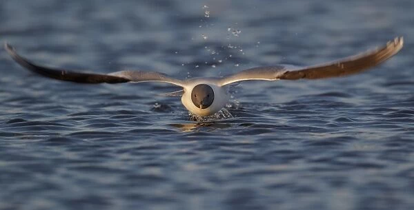 Sabines Gull (Larus sabini) adult, breeding plumage, in flight, taking off from water, Nunavut, Canada, July