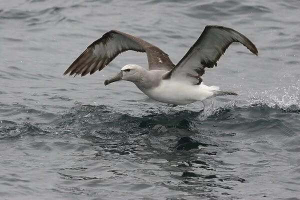 Salvin's Albatross (Thalassarche salvini) immature, taking off from sea, off Quintero, Chile, november