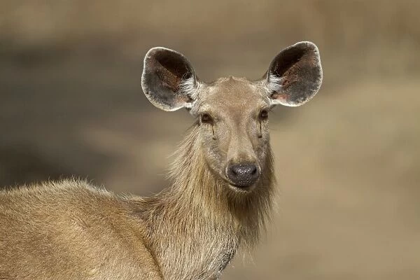 Sambar (Rusa unicolor) adult female, close-up of head and neck, Ranthambore N. P. Rajasthan, India, March