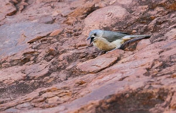 Sandstone Shrike-thrush (Colluricincla woodwardi) adult, calling, standing on rocks, The Olgas, Uluru-Kata Tjuta N. P
