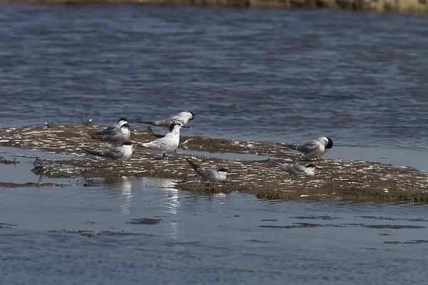 One Sandwich Tern with a group of adult Common Terns. Havergate Island Marsh, Suffolk