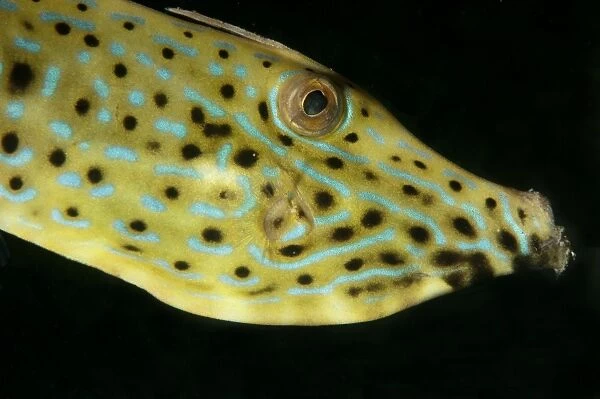 Scrawled Filefish (Aluterus scriptus) adult, close-up of head, at night, Lembeh Island, Lembeh Straits, Sulawesi
