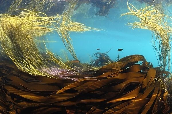 Sea-thong (Himanthalia elongata) and kelp fronds, in underwater habitat, Kimmeridge Bay, Isle of Purbeck, Dorset