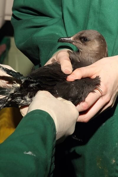 Seabird rescue, contaminated Arctic Skua (Stercorarius parasiticus) dark phase, adult, being treated