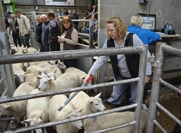 Sheep farming, woman reading electronic ear tags in sheep flock at market, Holmfirth Livestock Market, Yorkshire