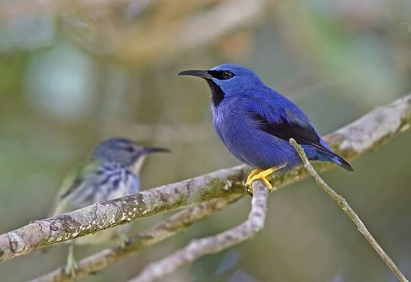 Shining Honeycreeper (Cyanerpes lucidus isthmicus) adult male, perched on twig, with female in background, Cerro Azul