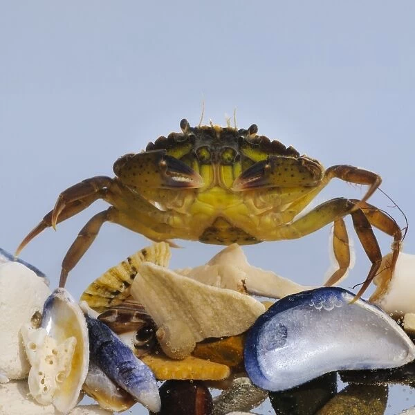 Shore Crab (Carcinus maenas) juvenile, climbing over seashells, Joss Bay, Kent, England