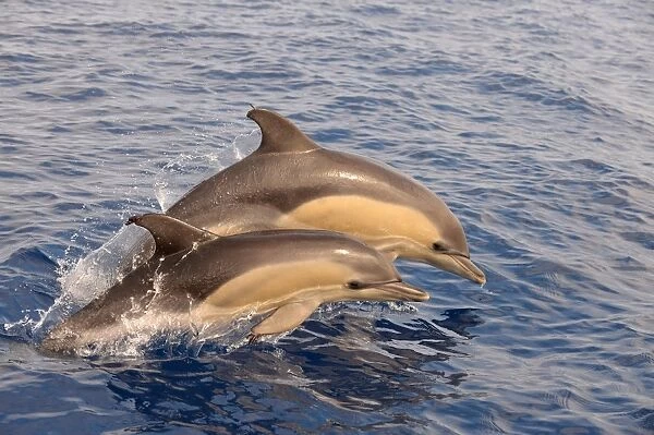 Short-beaked Common Dolphin (Delphinus delphis) two calves, porpoising, Azores, June