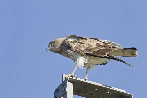 Short-toed Eagle (Circaetus gallicus) adult, perched on electricity pylon, Camargue, Bouches-du-Rhone