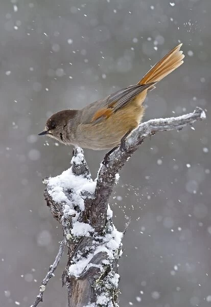 Siberian Jay (Perisoreus infaustus) adult, perched on snow covered branch during snowfall, Finland, march