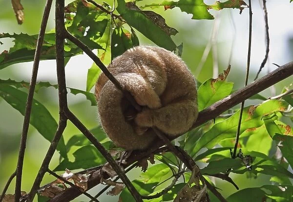 Silky Anteater (Cyclopes didactylus dorsalis) adult, sleeping in tree during daytime, Canopy Tower, Panama, November