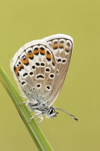 Silver-studded Blue (Plebejus argus) adult female, resting on grass, Prees Heath, Shropshire, England