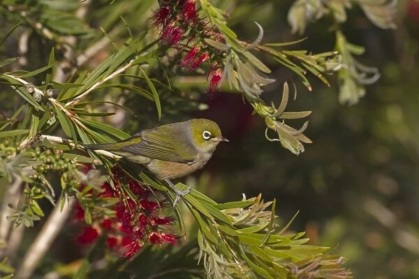 Silvereye (Zosterops lateralis) adult, perched in flowering tree, New Zealand, november