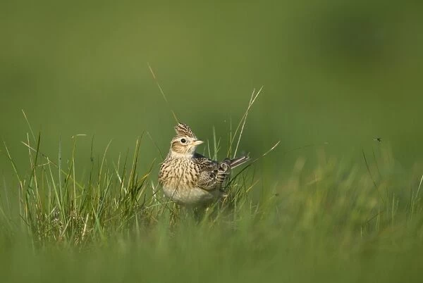 Skylark (Alauda arvensis) adult, standing in grass, Norfolk, England, may