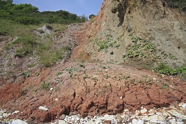 Slumped sea cliff with Reading Formation reddish coloured marls, Whitecliff Bay, Isle of Wight, England, june