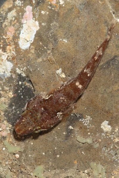 Small-headed Clingfish (Apletodon dentatus) adult, Kimmeridge, Isle of Purbeck, Dorset, England, March (captive)