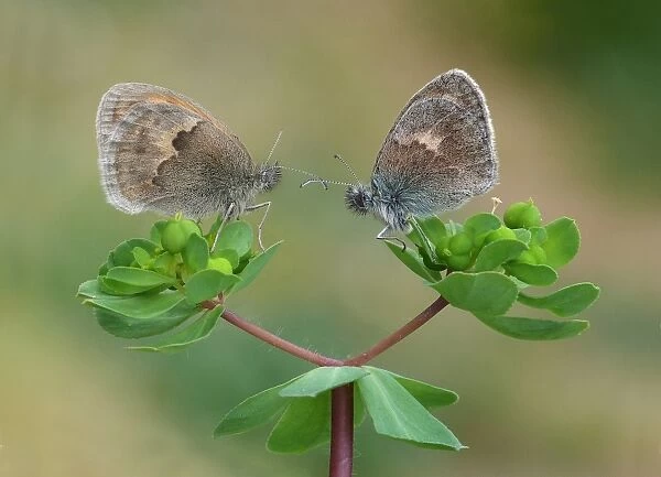 Small Heath (Coenonympha pamphilus) two adults, roosting on euphorbia leaves, Corsica, France, May