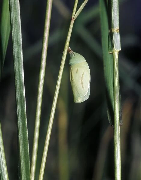 Small Heath (Coenonympha pamphilus) pupa
