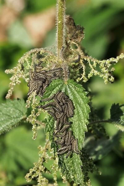 Small Tortoiseshell (Aglais urticae) larvae, group feeding on Stinging Nettle (Urtica dioica) leaves, Sussex, England