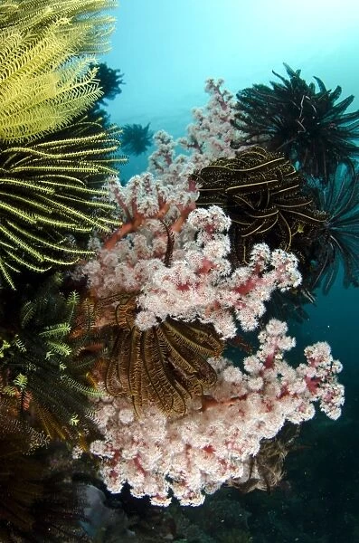 Soft red Divaricate Tree Coral (Dendronephthya sp. ) and crinoids in reef habitat, Horseshoe Bay, Nusa Kode