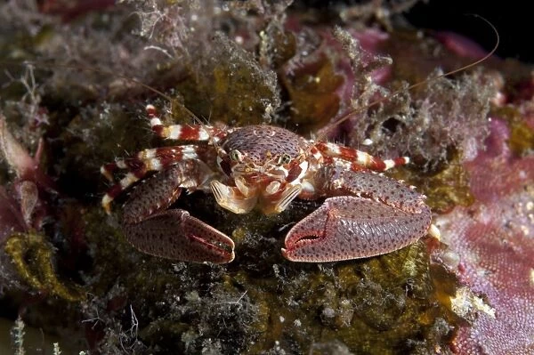 Soldier Porcelain Crab (Petrolisthes militaris) adult, resting on reef, Seraya Beach Resort, Bali, Lesser Sunda Islands, Indonesia
