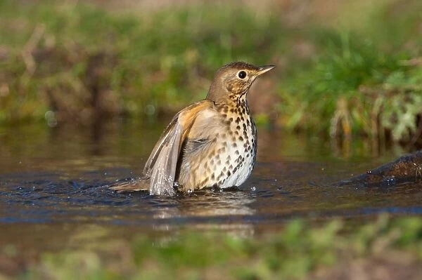 Song Thrush (Turdus philomelos) adult, bathing in woodland pond, Norfolk, England, january