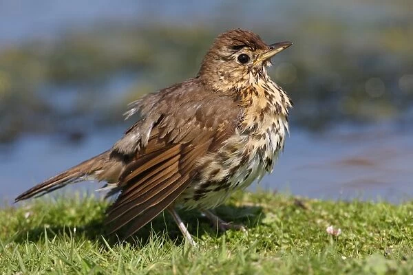 Song Thrush (Turdus philomelos) adult, with wet feathers after bathing, standing beside pond, Norfolk, England, july