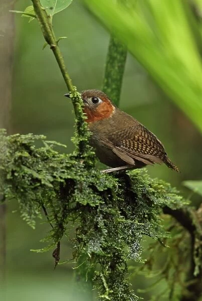 Song Wren (Cyphorhinus phaeocephalus lawrencii) adult, perched on mossy branch, El Valle, Panama, November
