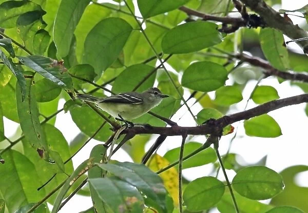 Southern Beardless Tyrannulet (Camptostoma obsoletum flaviventre) adult, perched on twig, Chagres River, Panama