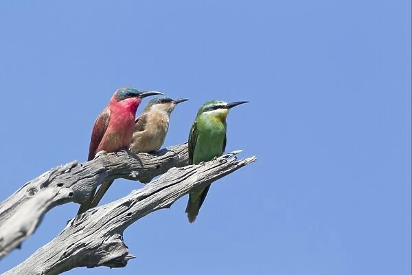 Southern Carmine Bee-eater (Merops nubicoides) adult and immature, with Blue-cheeked Bee-eater (Merops persicus) adult, perched on dead branch, Okavango Delta, Botswana