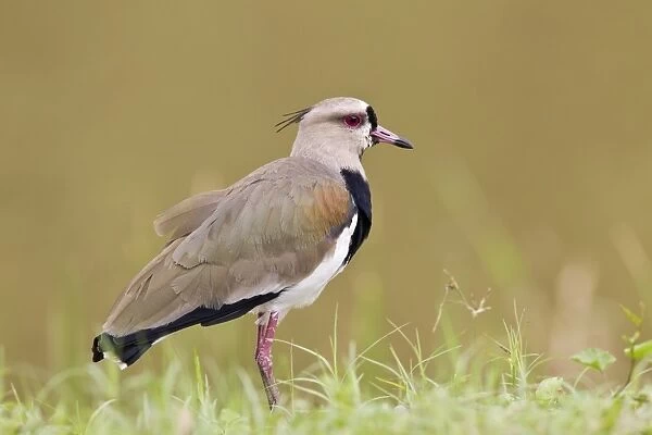 Southern Lapwing (Vanellus chilensis) adult, standing on grass, Trinidad, Trinidad and Tobago, November