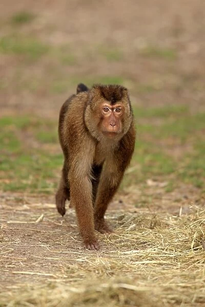 Southern Pig-tailed Macaque (Macaca nemestrina) adult female, walking on ground (captive)