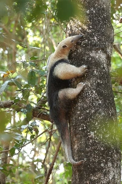 Southern Tamandua (Tamandua tetradactyla) adult, climbing tree trunk, Pouso Alegre, Mato Grosso, Brazil, september