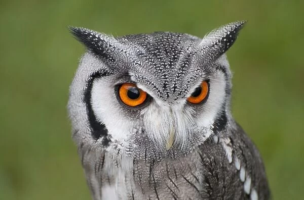 Southern White-faced Owl (Ptilopsis granti) adult, close-up of head (captive)