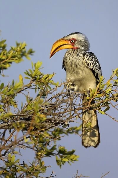 Southern Yellow-billed Hornbill (Tockus leucomelas) adult, perched on twigs, Hwange N. P. Zimbabwe, July