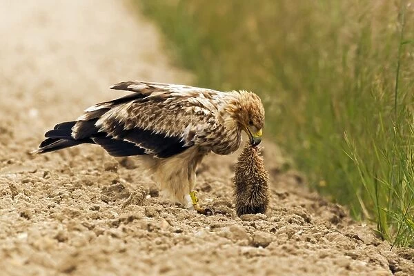 Spanish Imperial Eagle (Aquila adalberti) immature, second year plumage, feeding on hedgehog prey, Castilla y Leon