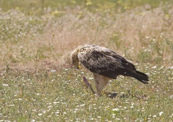 Spanish Imperial Eagle (Aquila adalberti) immature, third year plumage, feeding on Montpellier snake