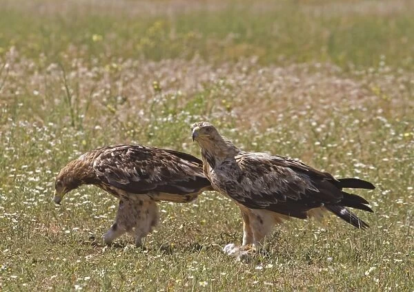 Spanish Imperial Eagle (Aquila adalberti) two immatures, third and fourth year plumage, feeding, standing in field